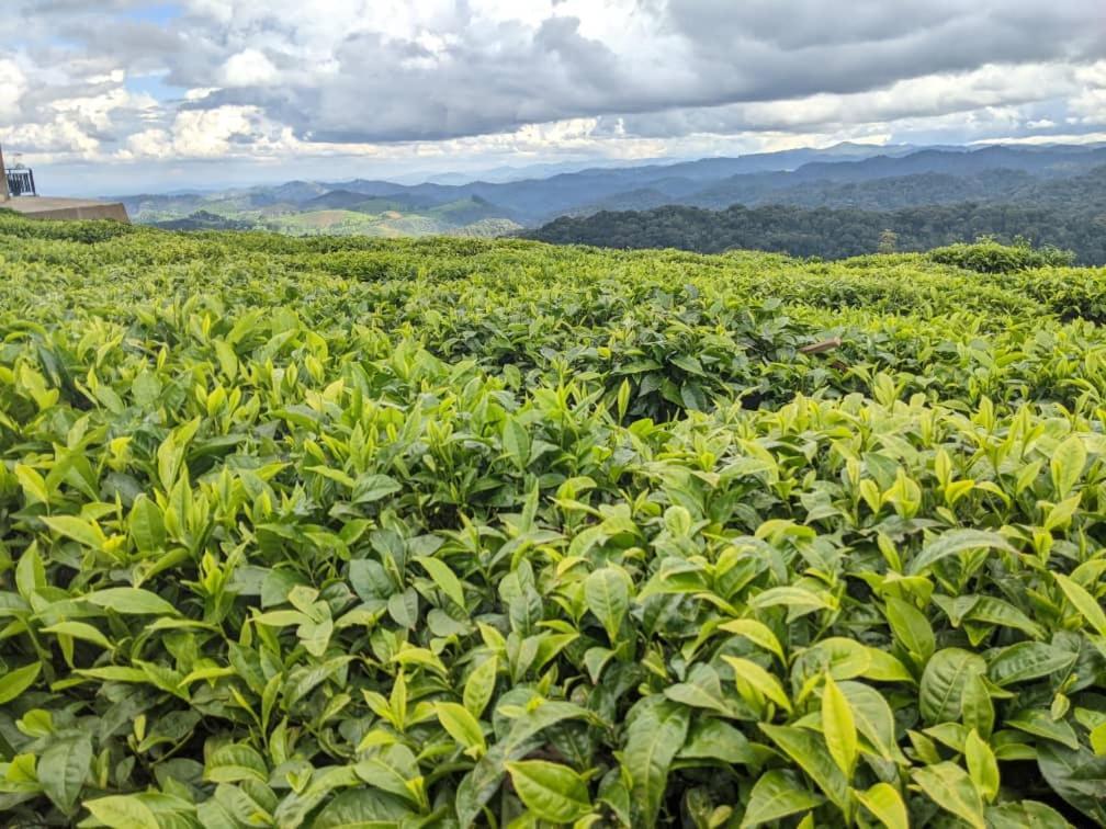 Nyungwe Village Kitabi Екстериор снимка